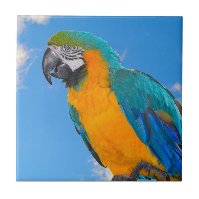 Blue and yellow macaw  tile (Front)