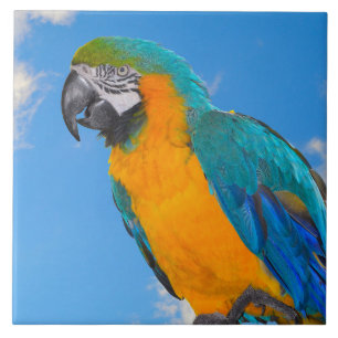 Blue and yellow macaw tile