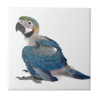 Blue and yellow Macaw Tile