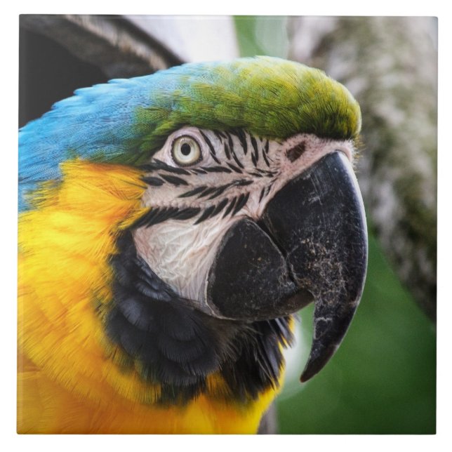 Blue and yellow macaw tile (Front)