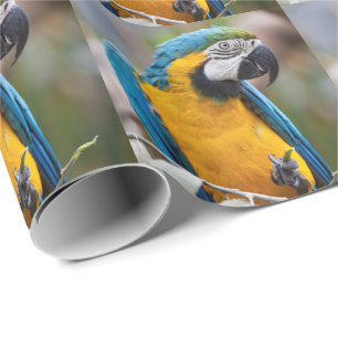 Blue and Yellow Macaw Wrapping Paper