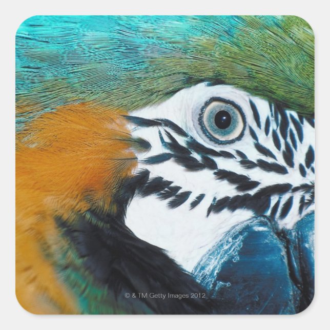 Blue-and-yellow MacawÊ Square Sticker (Front)
