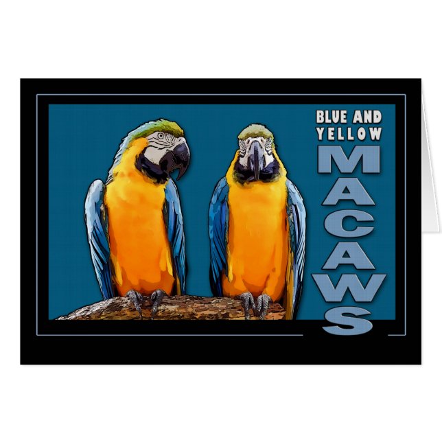 Blue and Yellow Macaws (Front Horizontal)