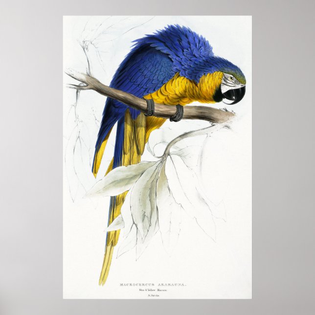 Blue and Yellow Maccaw Poster (Front)