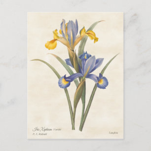 Blue and Yellow Spanish Iris Vintage Botanical Postcard