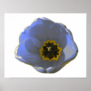 Blue and Yellow Tulip Poster