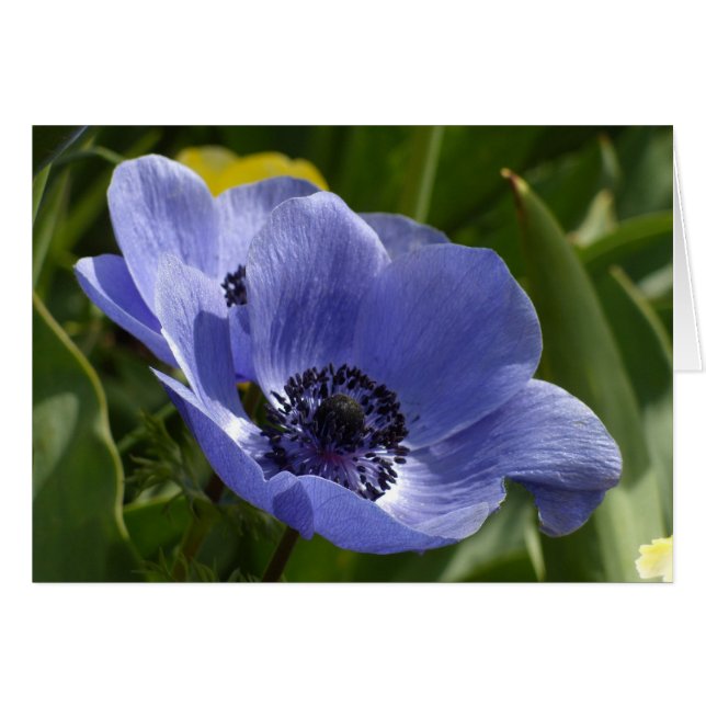 Blue Anemone (Front Horizontal)