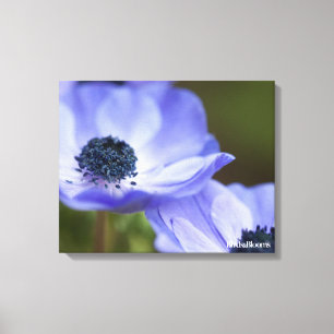 Blue Anemone Canvas Print