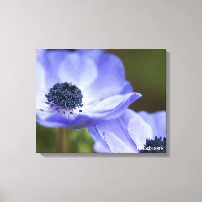 Blue Anemone Canvas Print (Front)