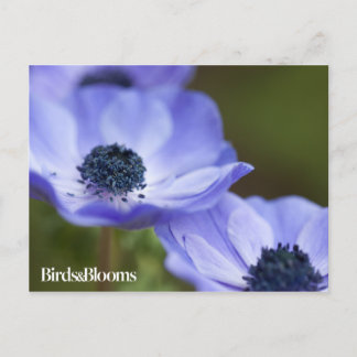 Blue Anemone Postcard