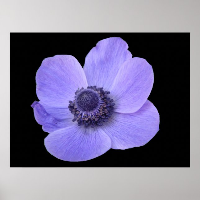 Blue Anemone Poster (Front)