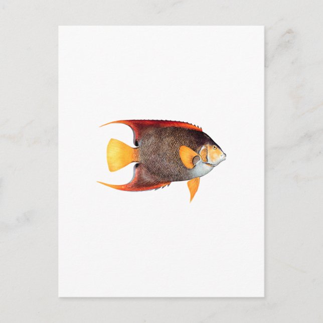 Blue Angelfish (saltwater) Postcard (Front)