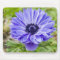 Blue Aster Flower Mouse Pad