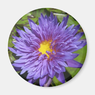 Blue Aster Magnet