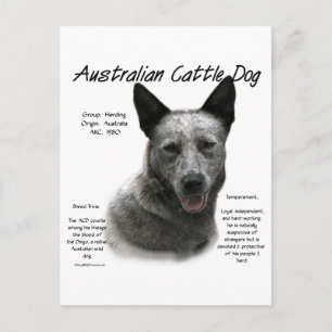 Blue Australian Cattle Dog History; Blue ACD Postcard