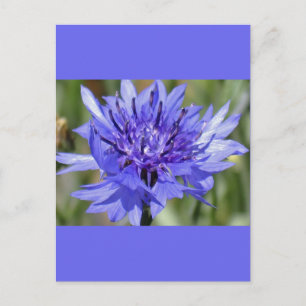 Blue Bachelor Button Flower Postcard