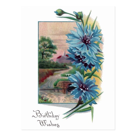 Blue Bachelor's Buttons Birthday Postcard
