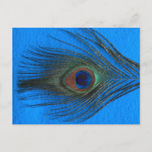 Blue Background Peacock Feather Postcard