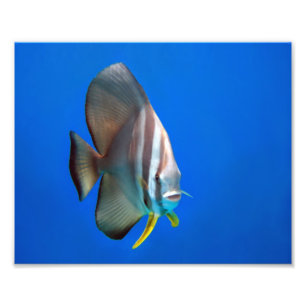 Blue Bat Fish Photo Print