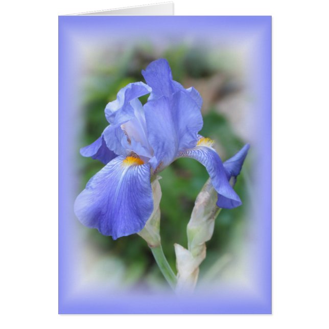 Blue Beauty - Iris (Front)