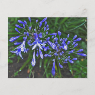 Blue bells postcard