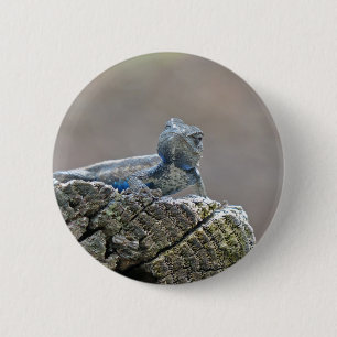Blue Belly Alligator Lizard 2 Inch Round Button