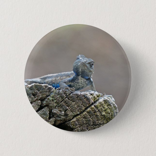 Blue Belly Alligator Lizard 2 Inch Round Button (Front)