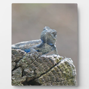 Blue Belly Alligator Lizard Plaque
