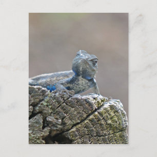 Blue Belly Alligator Lizard Postcard
