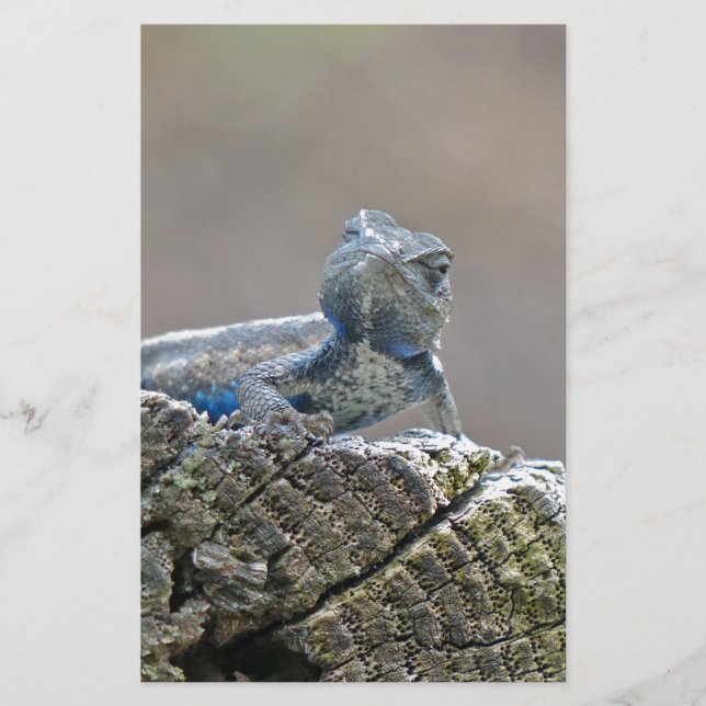 Blue Belly Alligator Lizard Stationery (Front)