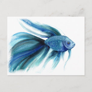 Blue Betta Fish Postcard