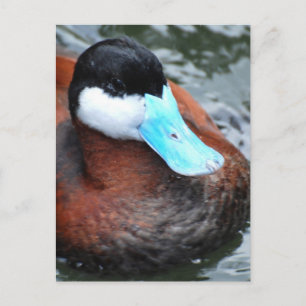 Blue Billed Duck Postcards