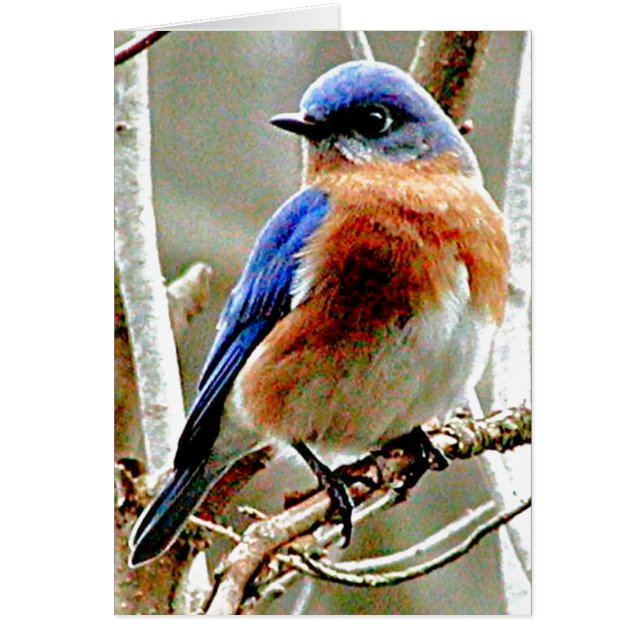 Blue Bird (Front)