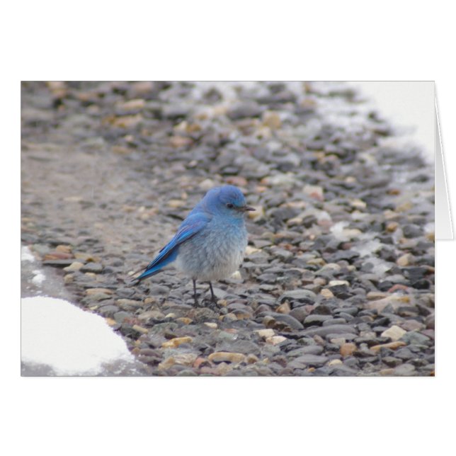 Blue Bird (Front Horizontal)
