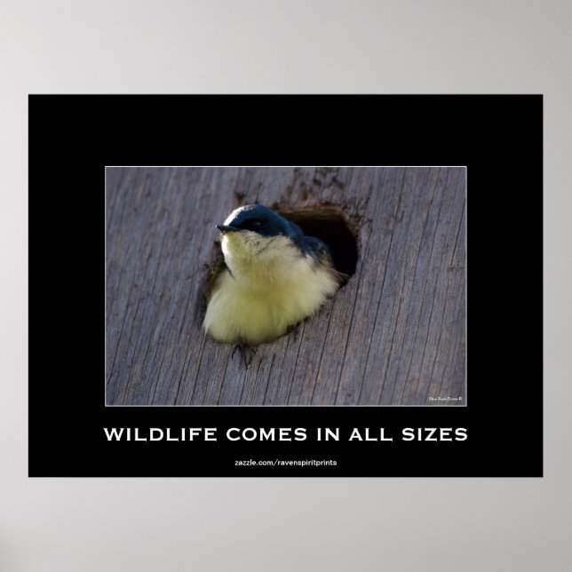 Blue Bird Avian Wildlife Photo Poster (Front)