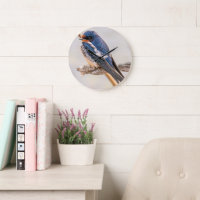 Blue Bird, Barn Swallow, Canadian Photography