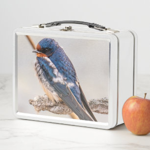 Blue Bird, Barn Swallow, Canadian Photography Metal Lunch Box