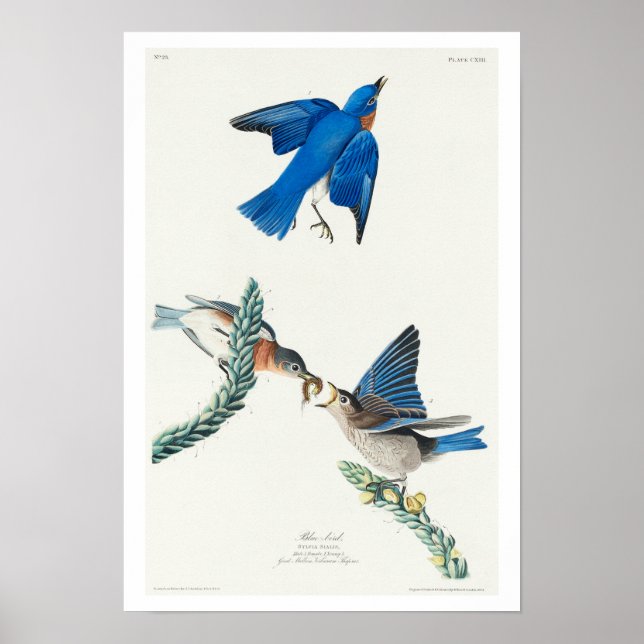 Blue-bird by Audubon Poster (Front)