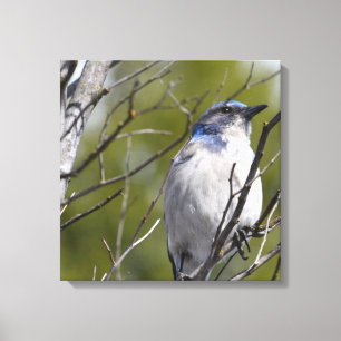 Blue Bird in Tree Canvas Print
