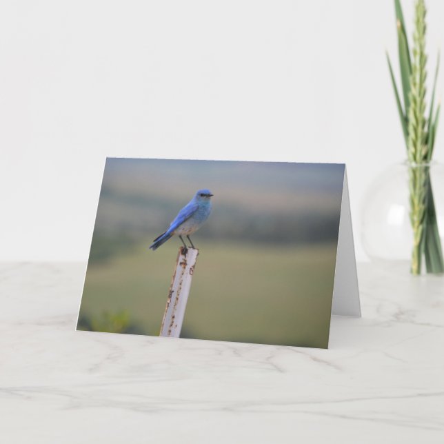 Blue Bird Note Card (Front)