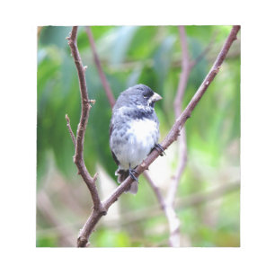 Blue Bird Notepad
