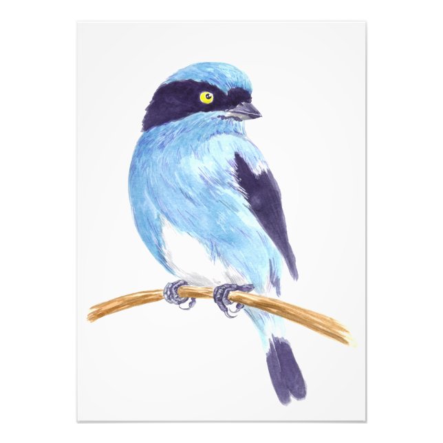 Blue bird photo print (Front)