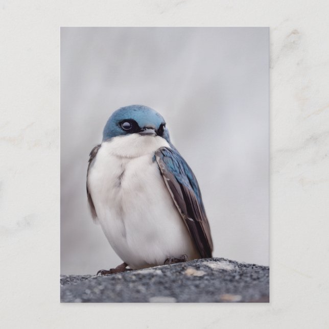 Blue Bird Postcard (Front)