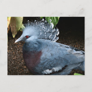 Blue Bird Postcard
