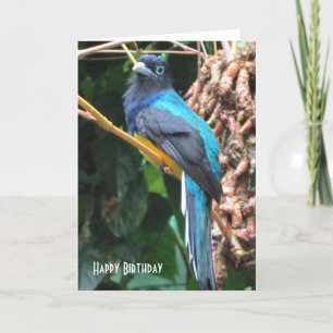 Blue Bird with Long Tail Birthday Greeting Card