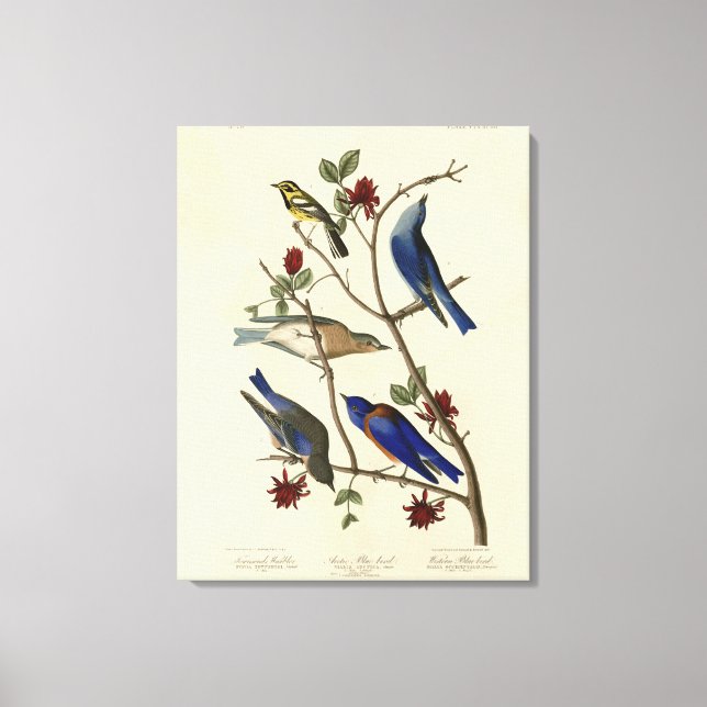 Blue-birds and Warbler, Audubon's Birds of America Canvas Print (Front)