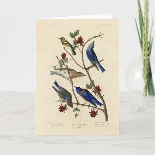 Blue-birds and Warbler, Audubon's Birds of America Card