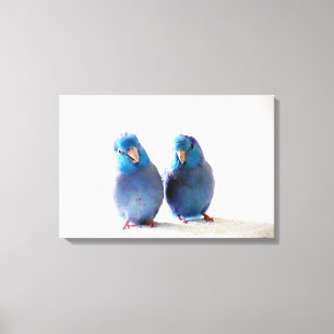 Blue Birds Pacific Parrotlet Couple Wrapped Canvas