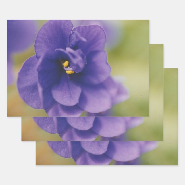Blue Blooming Flower of Violet Saintpaulia Zoomed Wrapping Paper Sheet (Set)