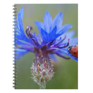 Blue Blossoms Ladybug Peace Love Destiny Art Vine Notebook
